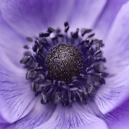 Anemone - Hagesesong.no