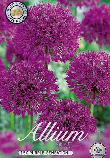 Allium 'Purple Sensation' - 15 stk. blomsterløk av Prydløk