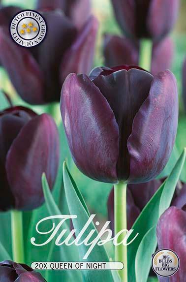 Tulipaner 'Queen of Night' - 20 stk. tulipanløk