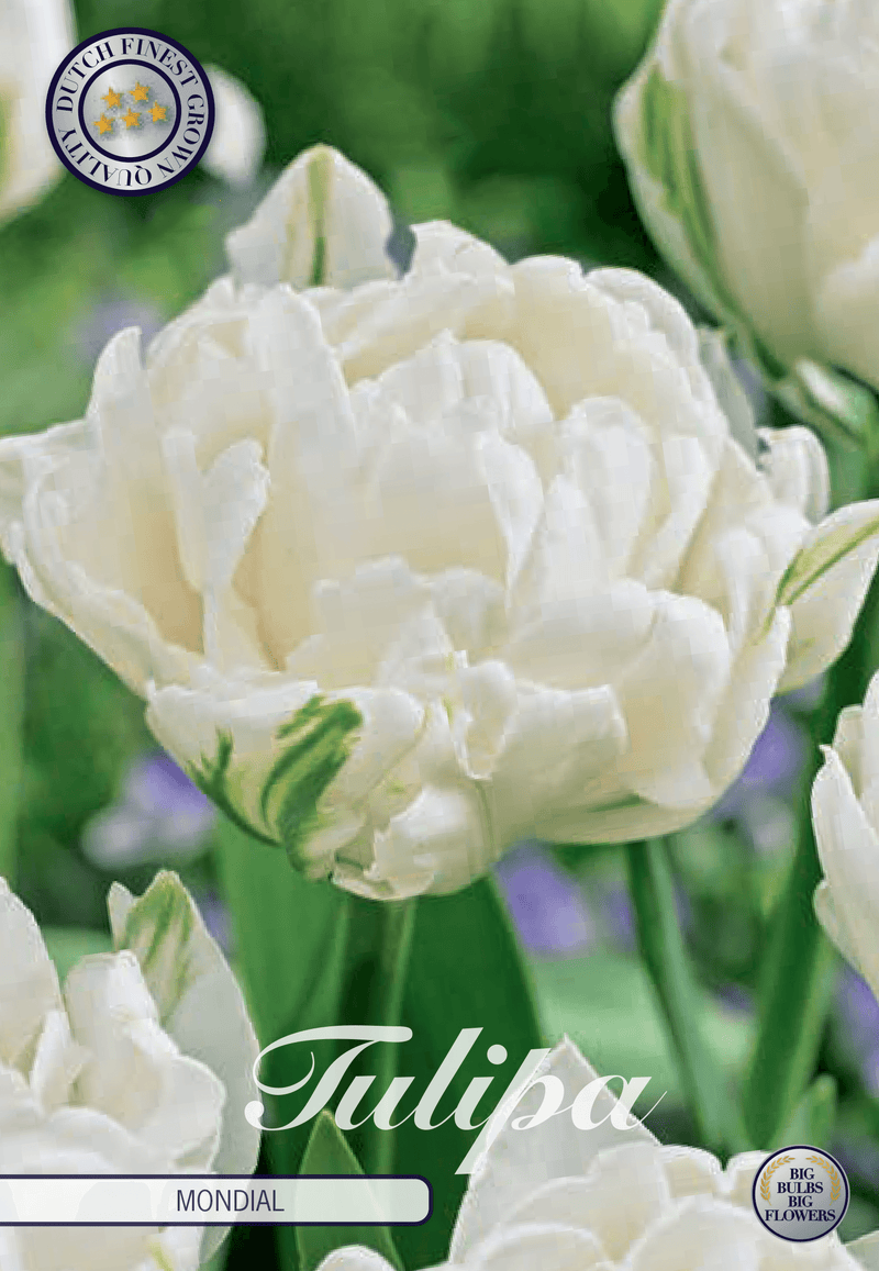 Tulipaner 'Mondial' - 7 stk. tulipanløk