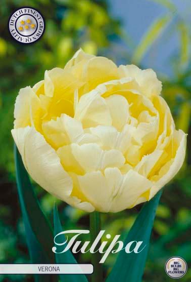Tulipaner 'Verona' - 7 stk tulipanløk