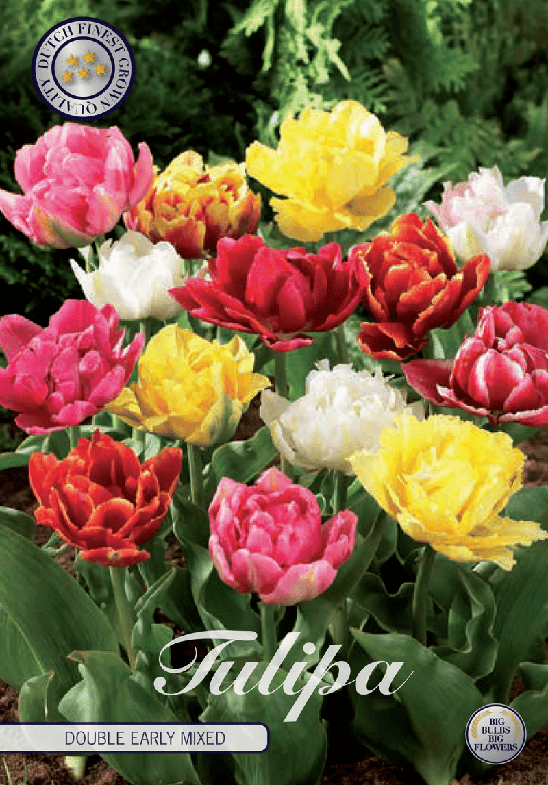 Doble tidlige tulipaner mikspakke - 7 stk tulipanløk