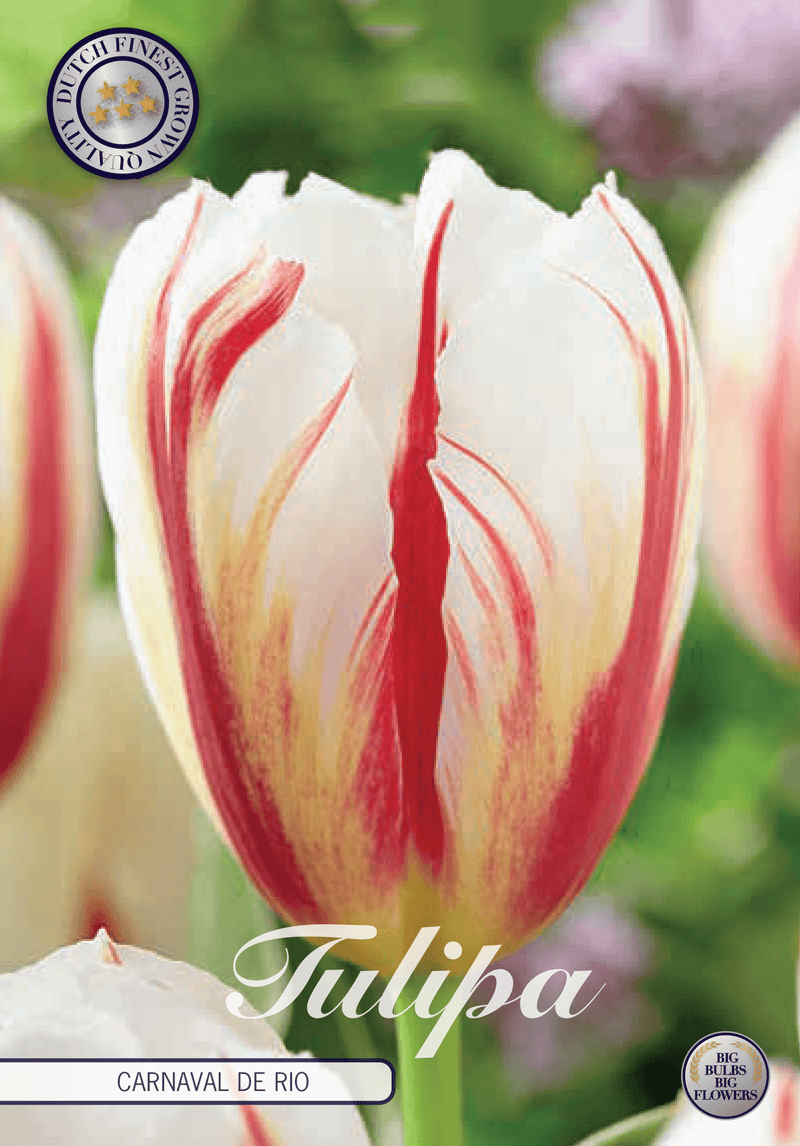 Tulipaner 'Carnaval de Rio' - 10 stk tulipanløk
