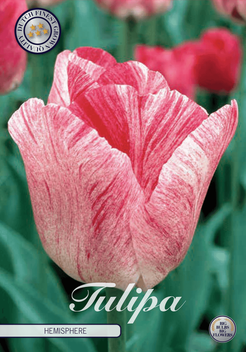 Tulipaner 'Hemisphere' - 7 stk. tulipanløk