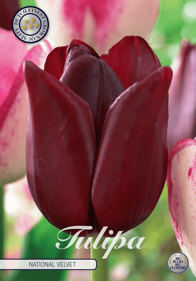 Tulipaner 'National Velvet' - 7 stk tulipanløk