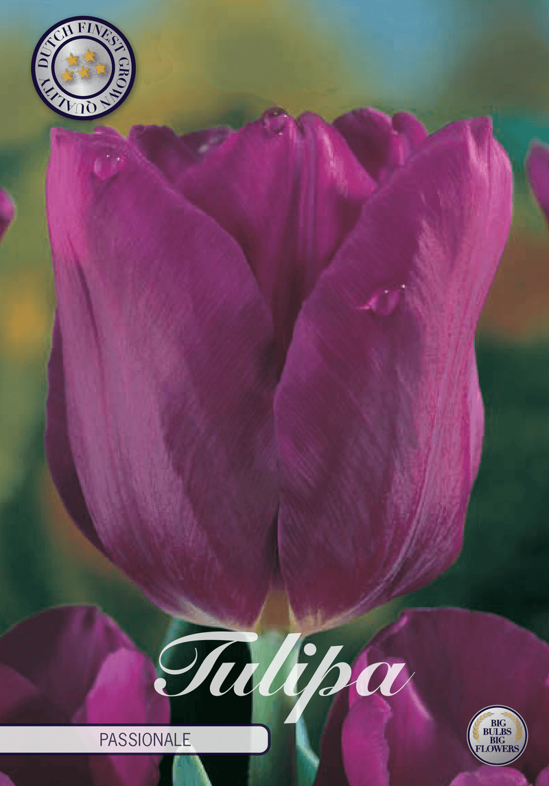 Tulipaner 'Passionale' - 10 stk. tulipanløk