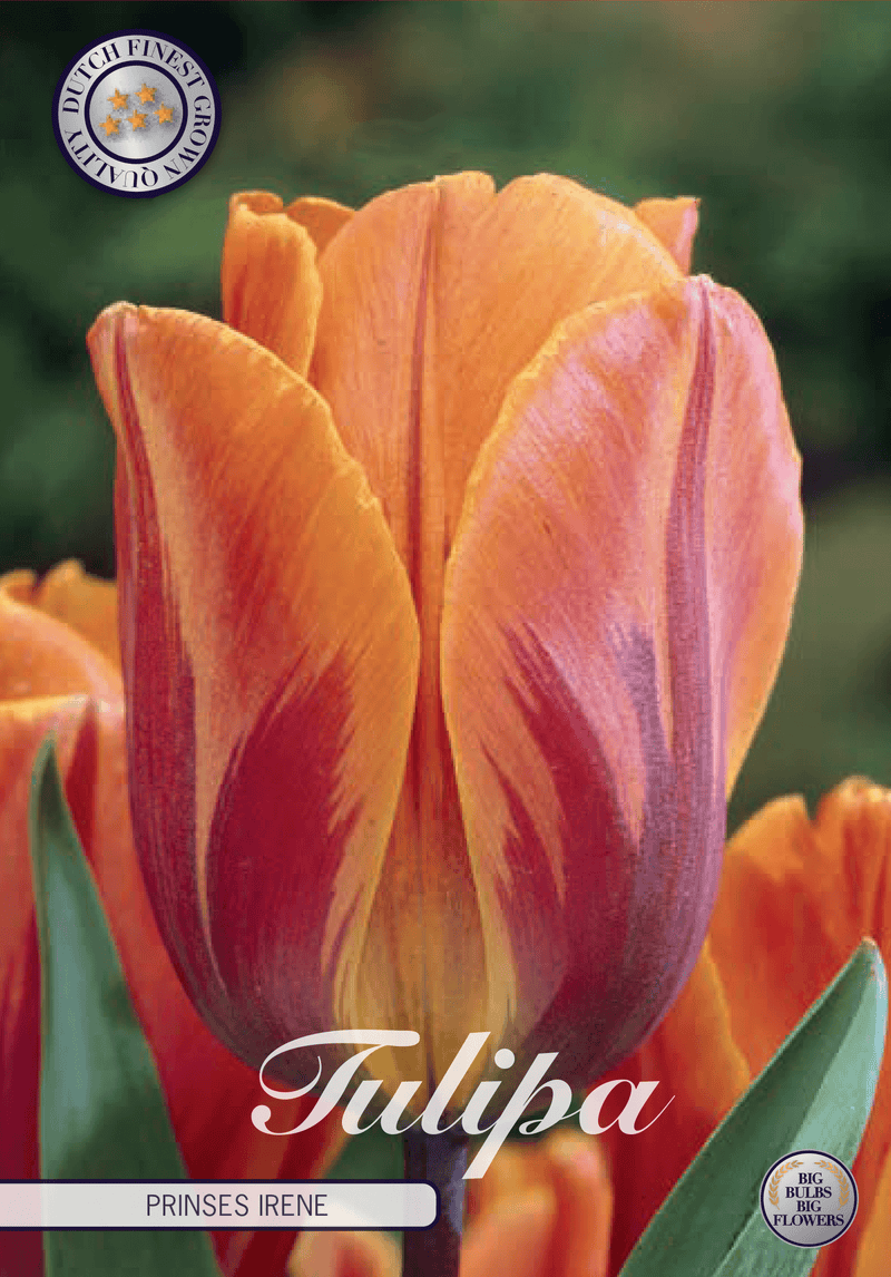 Tulipaner 'Prinses Irene' - 7 stk. tulipanløk