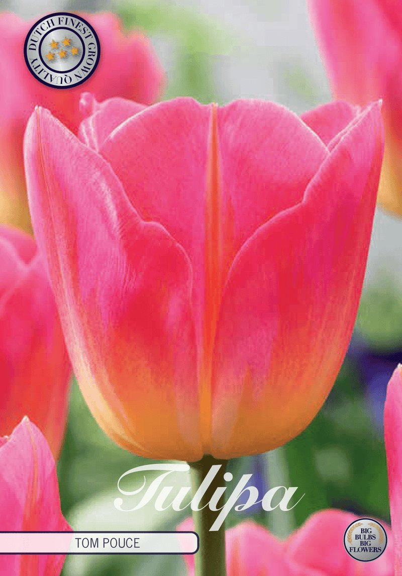 Tulipaner 'Tom Pouce' - 7 stk tulipanløk