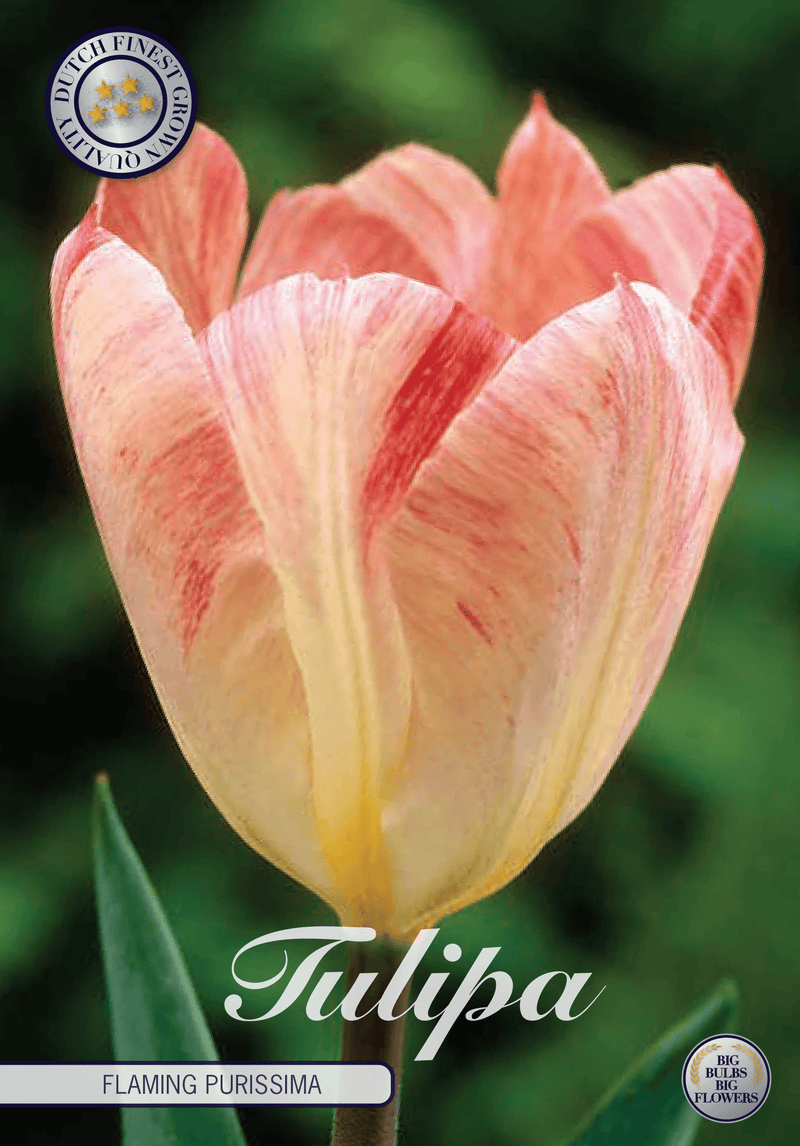 Tulipaner 'Flaming Purissima' - 10 stk. naturaliserende tulipanløk