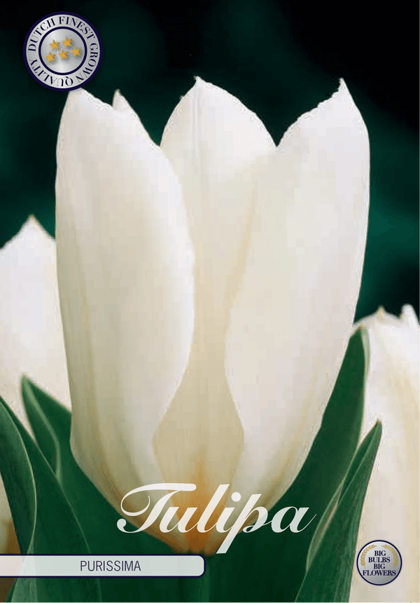 Tulipaner 'Purissima' - 10 stk. naturaliserende tulipanløk