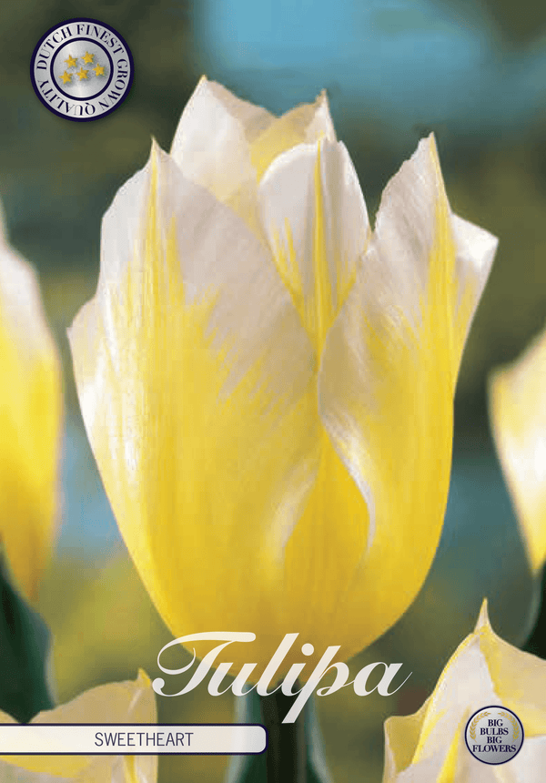 Tulipaner 'Sweetheart' - 7 stk. naturaliserende tulipanløk