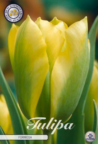 Tulipaner 'Formosa' - 7 stk. tulipanløk