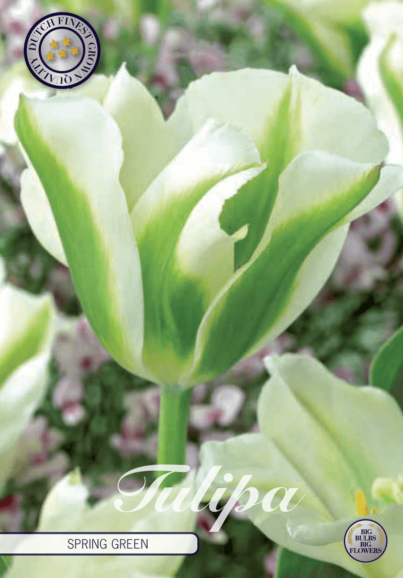 Tulipaner 'Spring Green' - 7 stk. tulipanløk