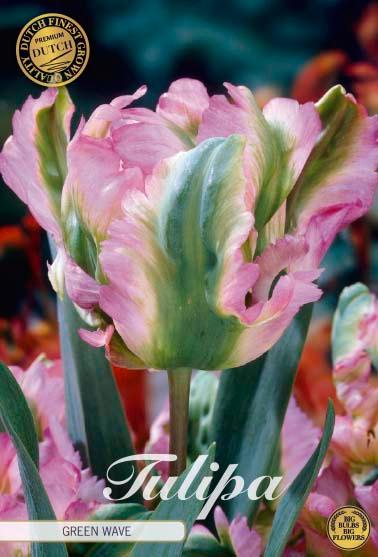 Tulipaner 'Green Wave' - 7 stk. tulipanløk