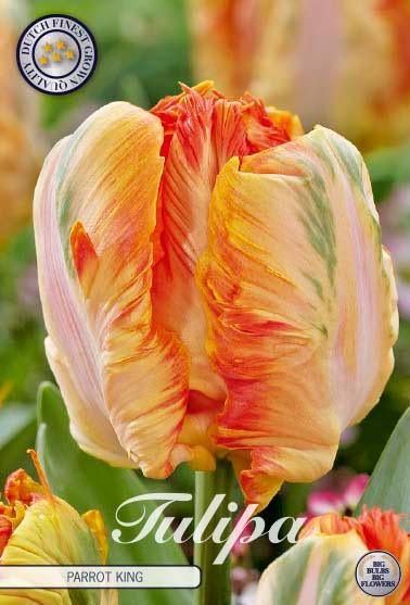 Tulipaner 'Parrot King' - 7 stk. tulipanløk
