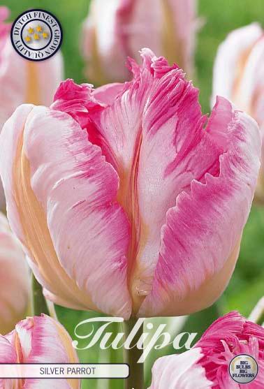 Tulipaner 'Silver Parrot' - 7 stk. tulipanløk