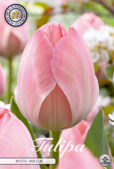 Tulipaner 'Mystic van Eijk' - 10 stk. naturaliserende tulipanløk