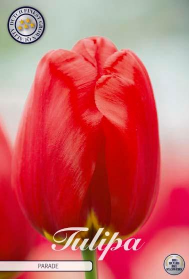 Tulipaner 'Parade' - 10 stk. naturaliserende tulipanløk