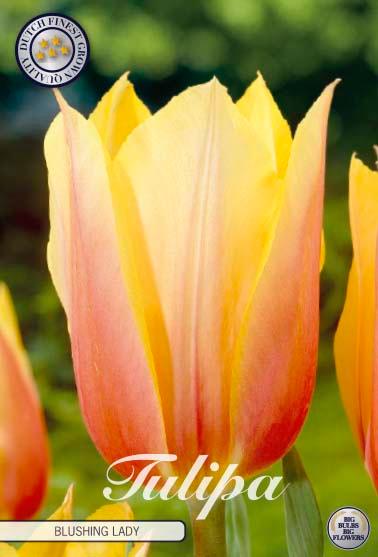 Tulipaner 'Blushing Lady' - 7 stk. tulipanløk