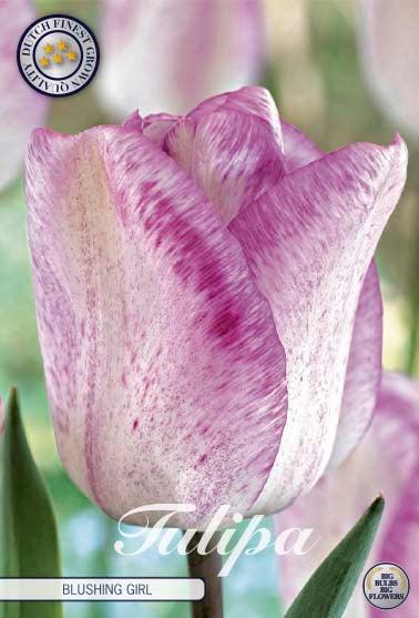 Tulipaner 'Blushing Girl' - 7 stk. tulipanløk