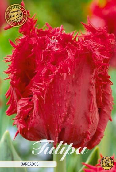 Tulipaner 'Barbados' - 7 stk. tulipanløk