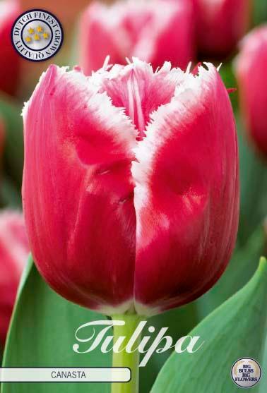 Tulipaner 'Canasta' - 7 stk. tulipanløk