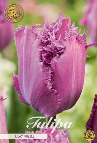 Tulipaner 'Lilac Frizzle' - 7 stk. tulipanløk