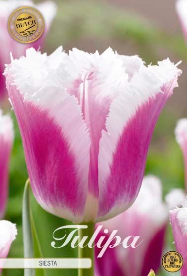 Tulipaner 'Siesta' - 7 stk. tulipanløk