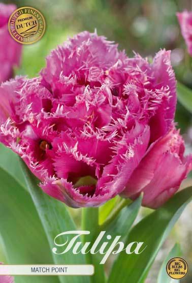 Tulipaner 'Matchpoint' - 7 stk. tulipanløk