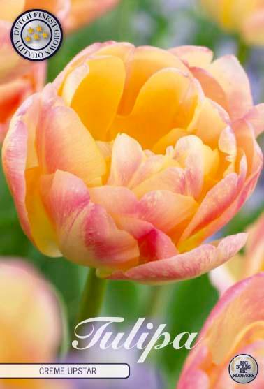 Tulipaner 'Creme Upstar' - 7 stk. tulipanløk