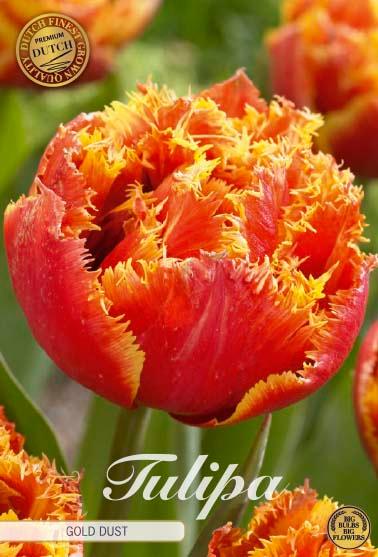 Tulipaner 'Gold Dust' - 7 stk. tulipanløk