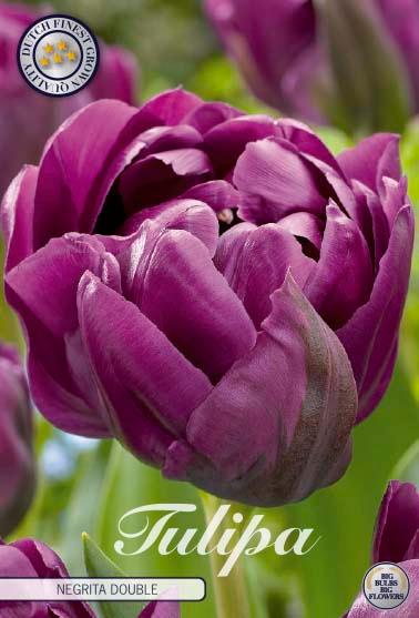 Tulipaner 'Negrita Double' - 7 stk. tulipanløk