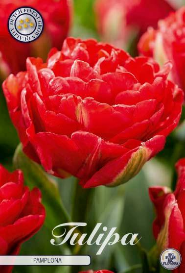 Tulipaner 'Pamplona' - 7 stk. tulipanløk