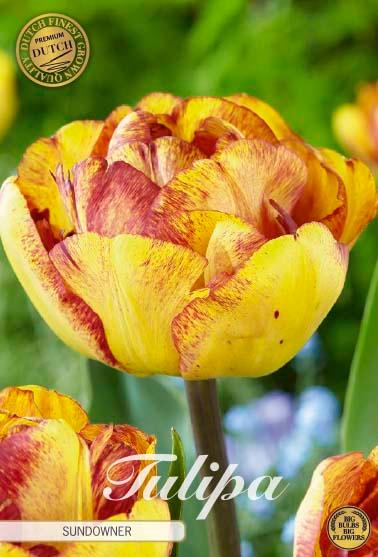 Tulipaner 'Sundowner' - 7 stk. tulipanløk