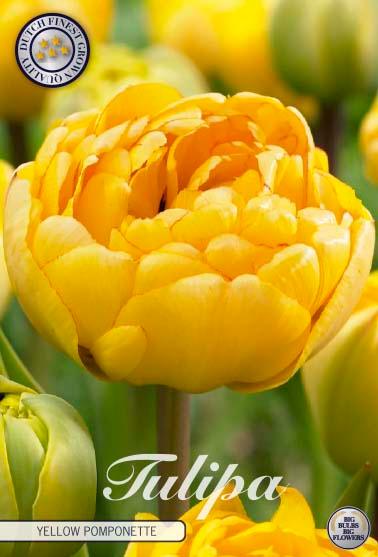 Tulipaner 'Yellow Pomponette' - 7 stk. tulipanløk