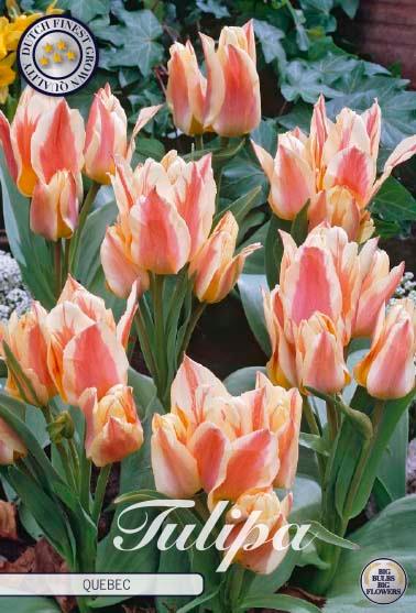 Tulipaner 'Quebec' - 10 stk. tulipanløk