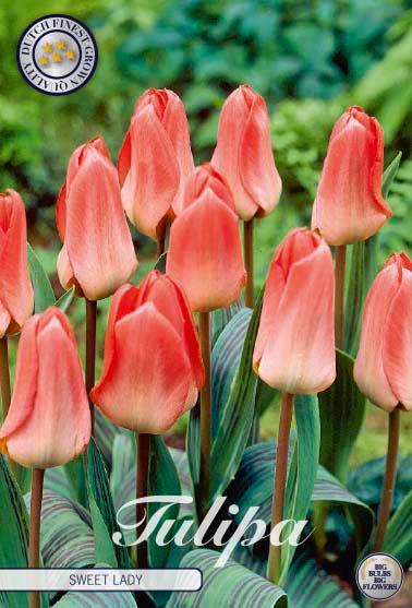 Tulipaner 'Sweet Lady' - 7 stk. tulipanløk