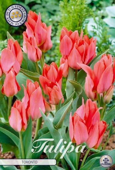 Tulipaner 'Toronto' - 10 stk. tulipanløk