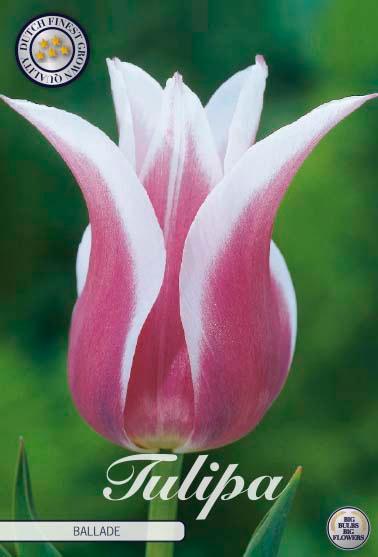 Tulipaner 'Ballade' - 7 stk. tulipanløk