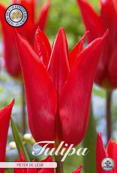 Tulipaner 'Pieter de Leur' - 7 stk. tulipanløk