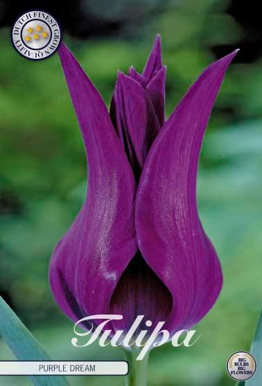 Tulipaner 'Purple dream' - 7 stk. tulipanløk