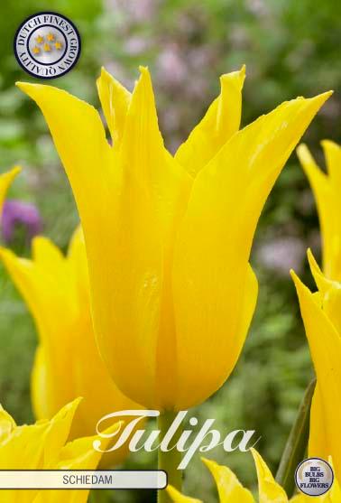 Tulipaner 'Schiedam' - 7 stk. tulipanløk