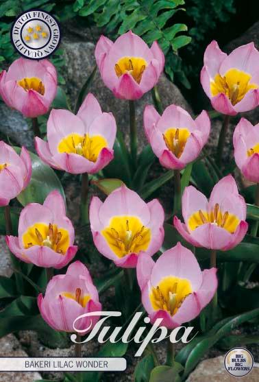 Botaniske tulipaner 'Bakeri Lilac Wonder' - 10 stk. av tulipanløk
