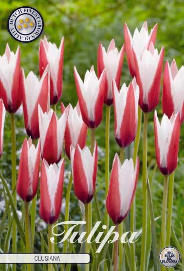 Botaniske tulipaner 'Clusiana' - 10 stk. av tulipanløk