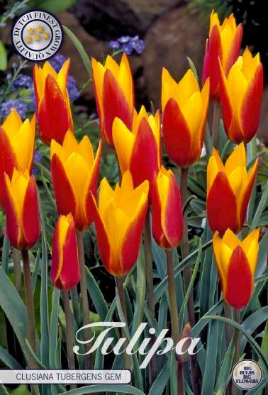 Botaniske tulipaner 'Clusiana Tubergens Gem' - 10 stk. av tulipanløk