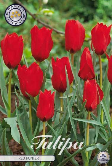 Botaniske tulipaner 'Red Hunter' - 10 stk. av tulipanløk