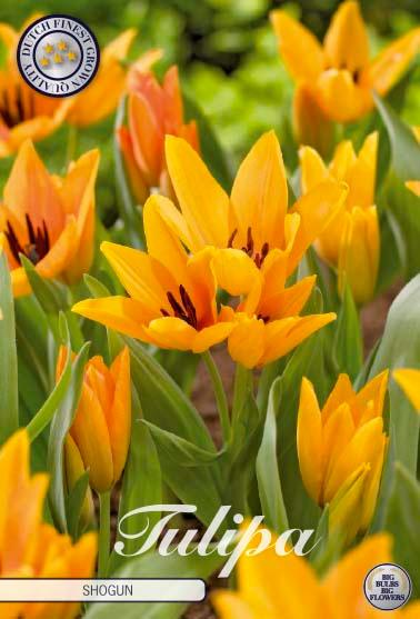 Botaniske tulipaner 'Praestans Shogun' - 10 stk. av tulipanløk