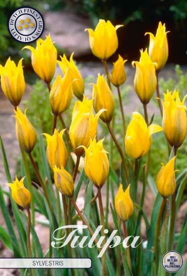 Botaniske tulipaner 'Sylvestris' - 10 stk. av tulipanløk