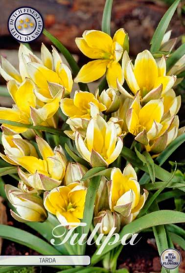 Botaniske tulipaner 'Tarda' - 10 stk. av tulipanløk