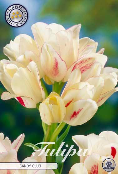 Tulipaner 'Candy Club' - 7 stk. tulipanløk